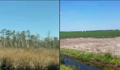 Left) coastal forest and right) farmland impacted by saltwater intrusion