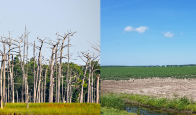 Ghost forest (left); farmland impacted by saltwater intrusion (right)