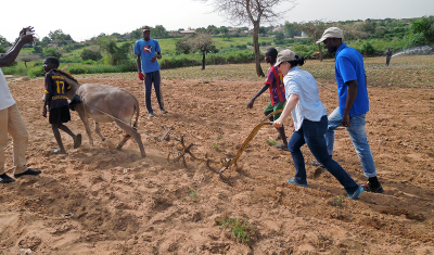 Rachel Schattman learns to plow using animal power in Thies, Senegal. 