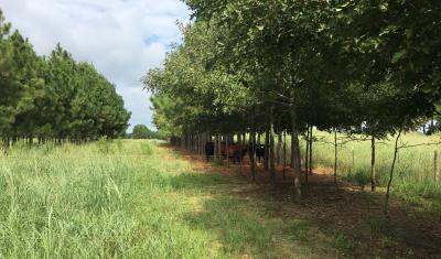Cattle using shade trees to stay cool in a silvopasture field