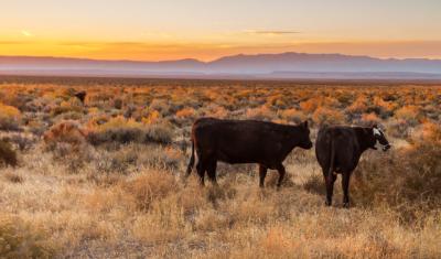 Cattle grazing at sunset on public rangeland in Malheur County, Oregon, with the east side of Steens Mountain visible in the distance. 