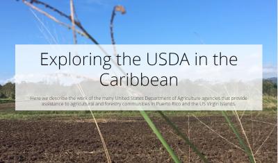 Exploring the USDA in the Caribbean