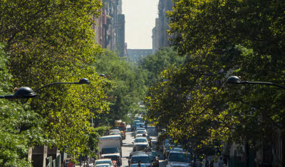 A busy city street with cars and buildings, bracketed by green street trees