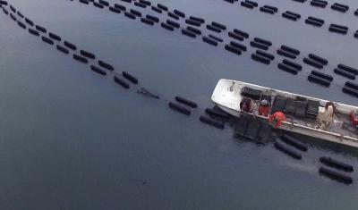 Aerial photo of aquaculturists harvesting oysters in Maine