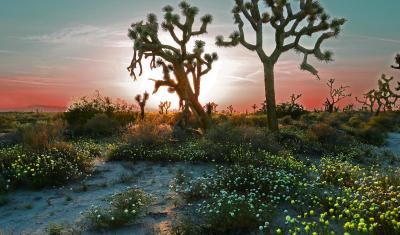 Desert in spring by Rennett Stowe is licensed under CC-BY-2.0