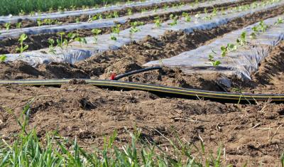 Irrigation lines at Intervale Community Farm