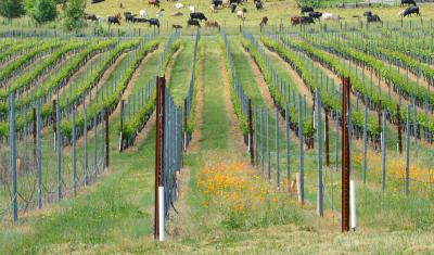 Vineyard with rows of flowers to support pollinators