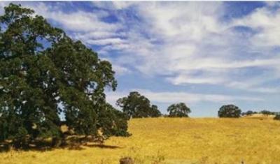An oak woodland in California.