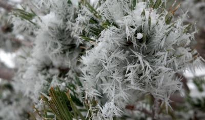 Snow crystals on a palm plant