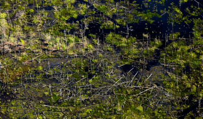 Dead loblolly pines cast shadows over salt marsh at Blackwater National Wildlife Refuge in Dorchester County, Maryland on June 5, 2018. Sea level rise and land subsidence result in brackish water intruding on forested land and killing trees. Credit: Will Parson, Chesapeake Bay Program