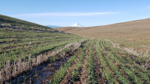 A field of brown and green wheat with a snow-capped mountain in the background