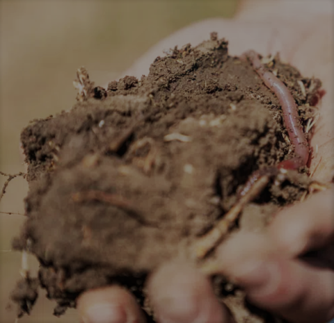 A hand holding a clump of soil with earthworms
