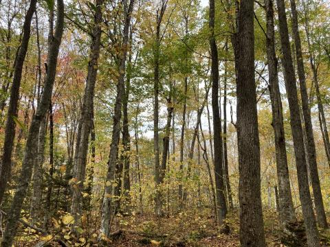 Northern hardwoods stand of trees with fall foliage