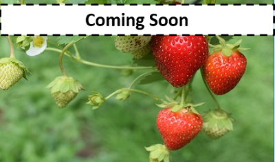 Strawberry - Coming Soon