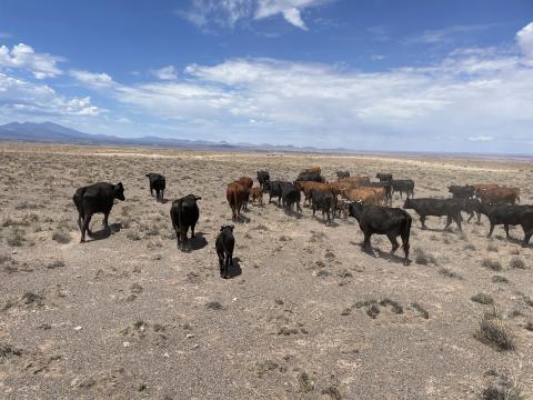 Supporting Drought Adaptation on Navajo Rangelands