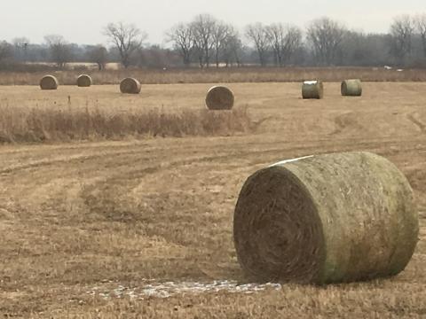 hay bales in a field