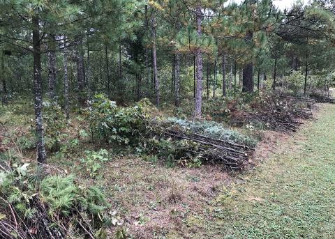 Montones de maleza en un entorno forestal