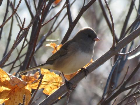 A dark-eyed junco