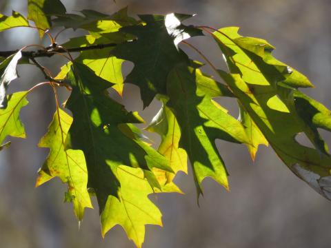 a cluster of green oak leaves