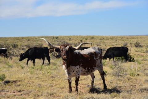 Range cattle on rangeland in NE New Mexico. A corriente steer is in the middle of the picture