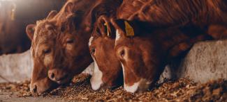 Close up of calves on animal farm eating food