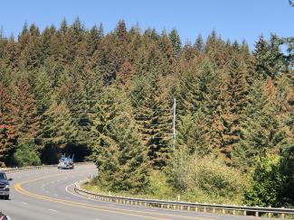 Douglas-fir trees with orange and brown needles due to extreme heat.