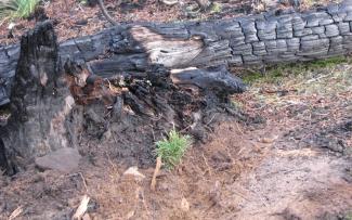A pine seedling grows next to a downed log burnt by a fire on a National Forest