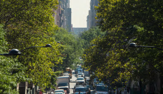A busy city street with cars and buildings, bracketed by green street trees