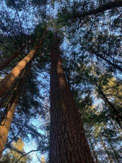Hemlock trees
