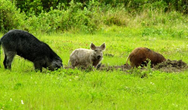 Three feral swine root through soil amid green grass.