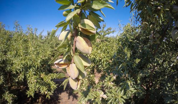 A cluster of almonds in the foreground are backdropped by an almond orchard