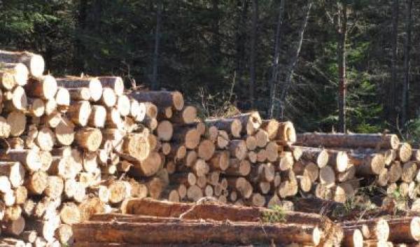 pile of logs (log deck) in woods