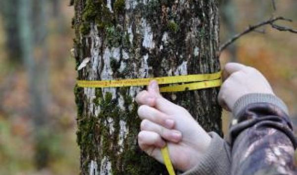 measuring tree with diameter tape