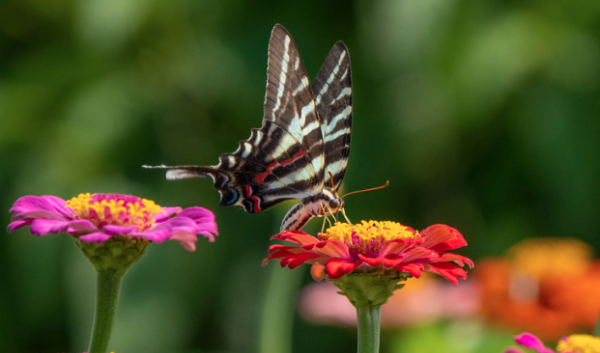 A Swallowtail butterfly visits Goldpetal Farms in Chaptico, Md., July 17, 2021.  USDA/FPAC Photo by Preston Keres