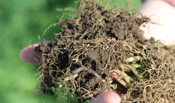 The soil on Kenneth Jensen's farm is a perfect example of healthy, high-performing microbiology. It's full of tiny, round  "nodules" that indicate healthy nitrogen levels, plus there's plenty of earthworms to help with water infiltration. NRCS photo by Aaron Roth.