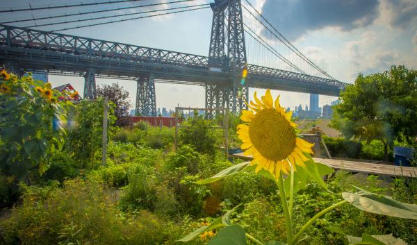Sunflowers encourage pollination from bees and other insects at the North Brooklyn Farm in the shadow of the Williamsburg Bridge, a site for agritourism where crops are grown. USDA photo by Preston Keres