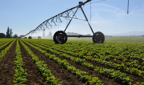 A linear irrigation system sprays water over green vegetables.