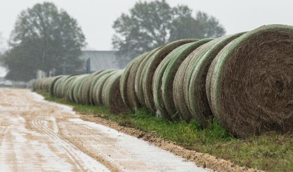 Farm road lined with a row of hay rolls, on a rainy day, at Doug Jernigan Farms