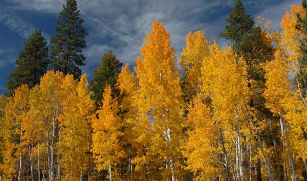 Aspen trees with orange leaves. Pine trees loom in the background before a blue sky. 