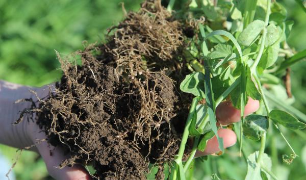 Soil and roots from clover and wheat cover crop