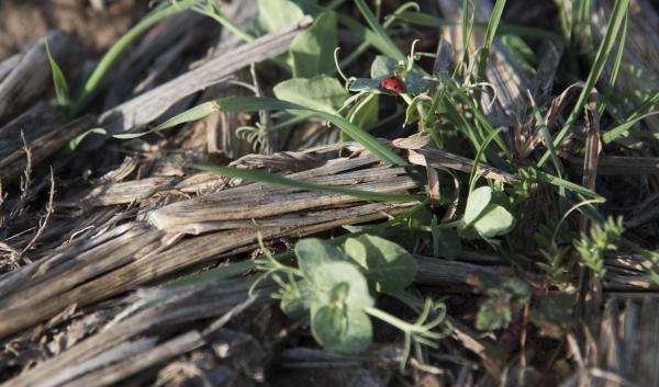mulch with cover crops that include Austrian snow peas, vetch, small grain, and clover