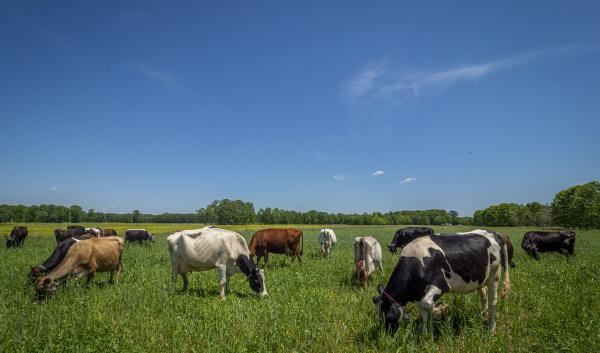 A group of cows in a green pasture. 