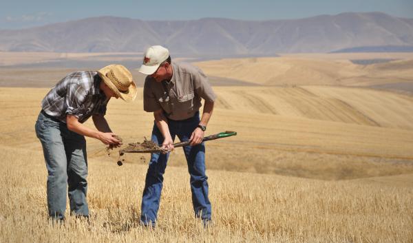 In a no-till field, two men examine a shovel-full of dirt. 