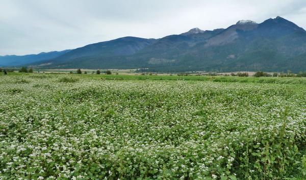 A cover crop with white, blooming flowers grows in a field. Mountains rise in the background. 