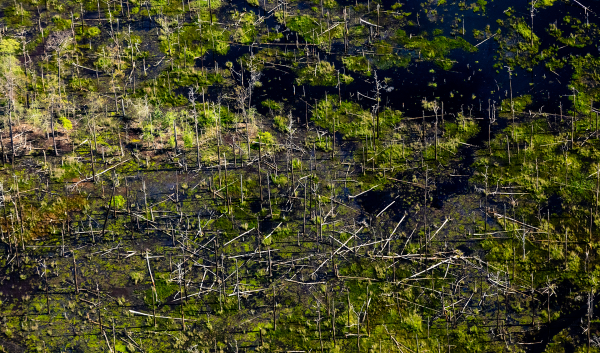 Dead loblolly pines cast shadows over salt marsh at Blackwater National Wildlife Refuge in Dorchester County, Maryland on June 5, 2018. 
