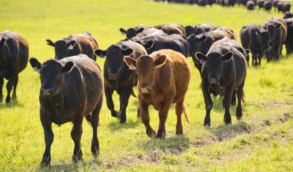 Dozens of black and brown cattle trot through a grassy field.