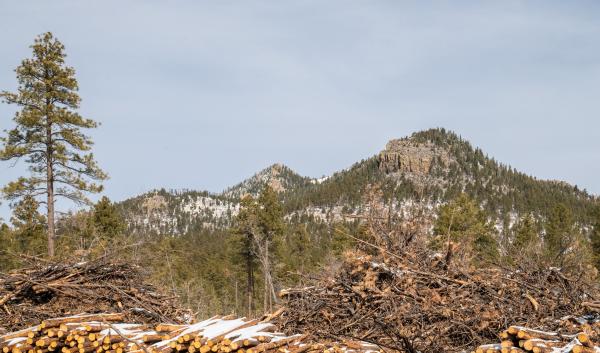 The 1,342-acre Cougar Park Task Order is part of the broader Four Forest Restoration Initiative, which is intended to treat more than 2.4 million acres of ponderosa pine forest across northern Arizona. 