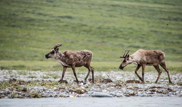 Two caribou move along a river in Alaska. 