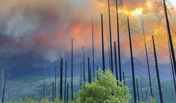 A large smoke column looms over burned snags in Oregon