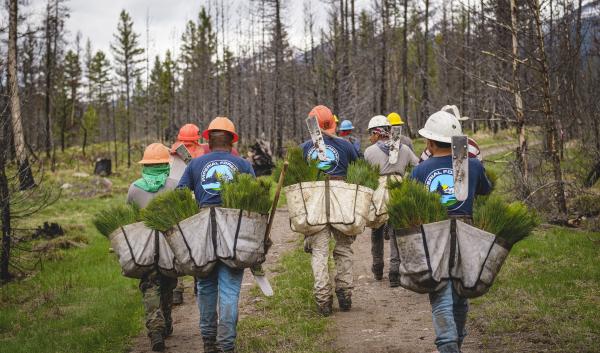 A group of people walk down a path carrying bags full of tree saplings and wearing hard hats.